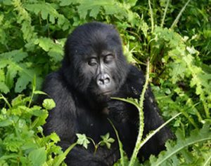 Gorilla Trekking Mgahinga