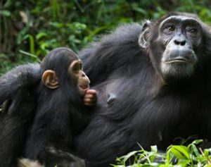 4 Days Chimpanzee Safari Tour