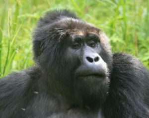 4 days Gorilla & Chimpanzee Tour