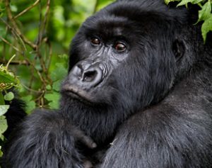1 Day Uganda Gorilla Tour