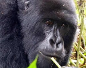 4 Days Gorilla Trek & Wildlife Tour