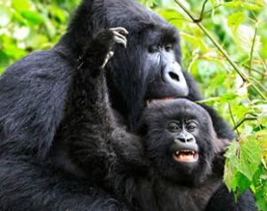 Primates in Africa