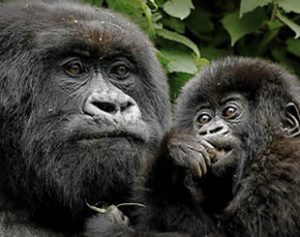 3 Days Gorilla Tour Rwanda