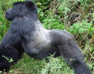 Mgahinga National Park Gorillas