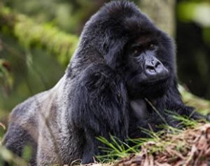 9 Days Gorilla & Wildlife Tour