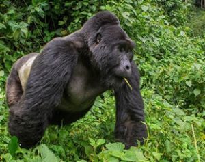 10 Days Gorilla & wildlife Tour