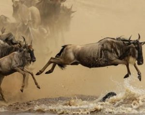 8 Days Wildebeest Migration Tour